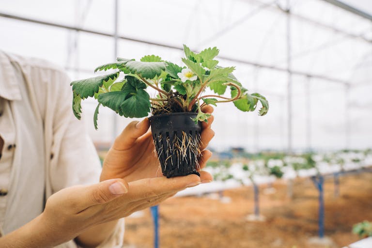 Our Products 4 Close-up of a strawberry seedling held in hands inside a greenhouse.
