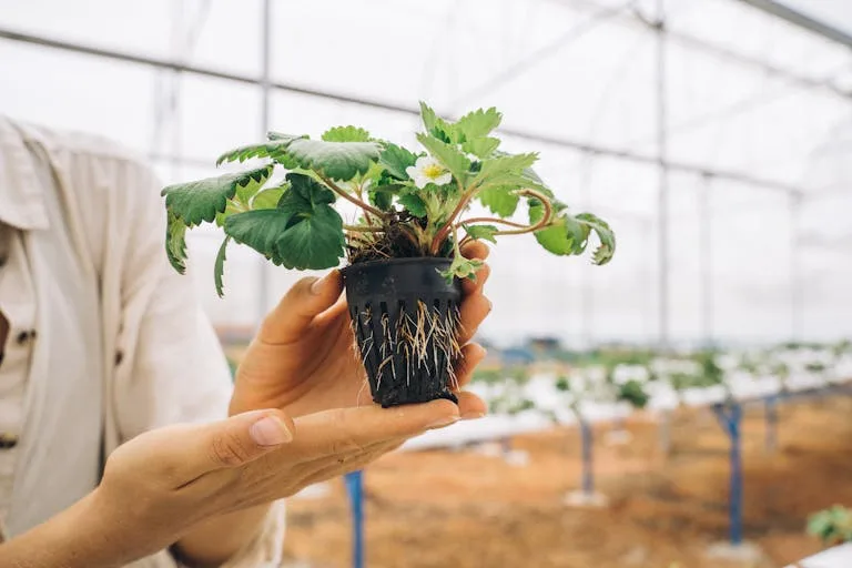 Our Products 4 Close-up of a strawberry seedling held in hands inside a greenhouse.