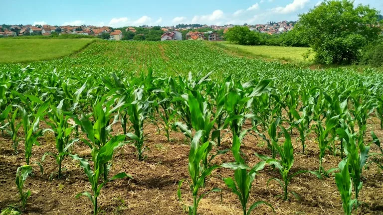 Our Products 3 Vibrant cornfield in Beograd, Serbia, showcasing lush growth and suburban background.